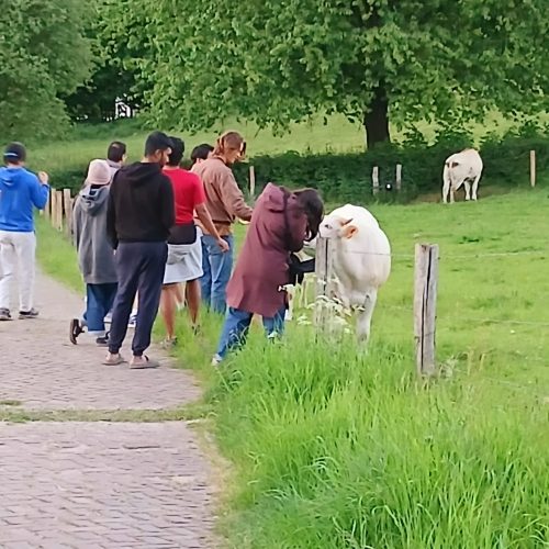 Greeting the cows2